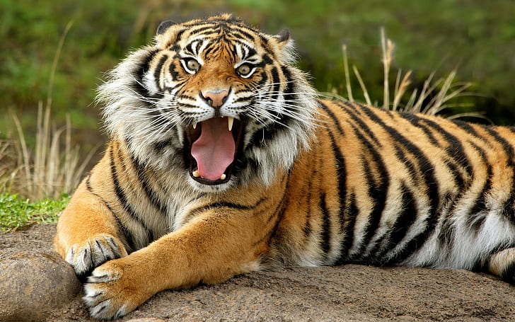 Sumatran Dangerous Tiger, brown and black tiger, tiger, dangerous, sumatran, tigers, HD wallpaper