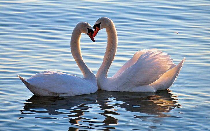 animals, beauty, birds, feelings, heart, love, mood, swan, swans, HD wallpaper