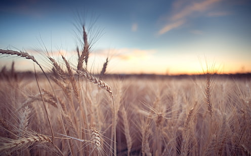 пшеничное поле, пшеница, поле, макро, фон, широкоформатные, обои, рожь, колоски, колосья, колос, полноэкранные, HD обои, полноэкранные, HD обои HD wallpaper