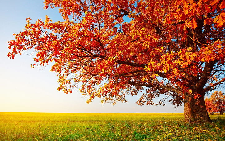 Big Autumn Tree, orange leaf tree, tree, autumn, nature and landscape, HD wallpaper