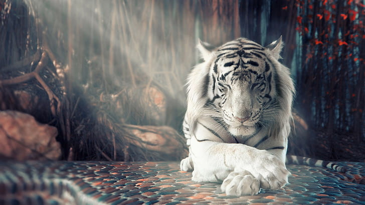 biały, tygrys, 4k, 8k, HD, Tapety HD