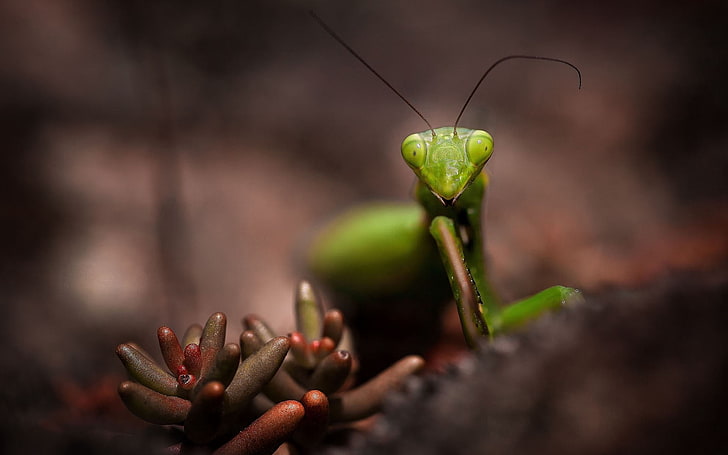 grüne Gottesanbeterin, Gottesanbeterin, Insekt, Schnurrbart, Kopf, HD-Hintergrundbild