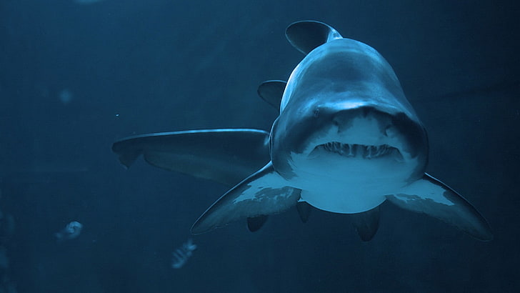 tiburón gris y blanco, tiburón, animales, Fondo de pantalla HD