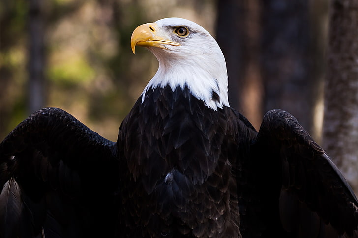 brown and white eagle, bald eagle, eagle, bird, predator, feathers, beak, HD wallpaper