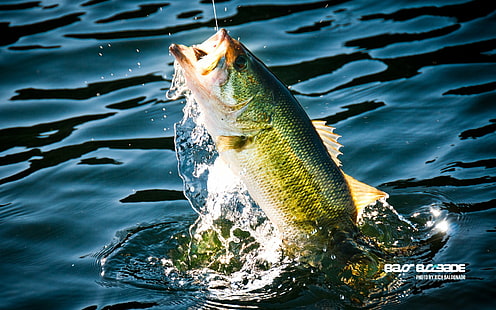 bass, fish, fishes, fishing, lake, river, sport, water, HD wallpaper HD wallpaper