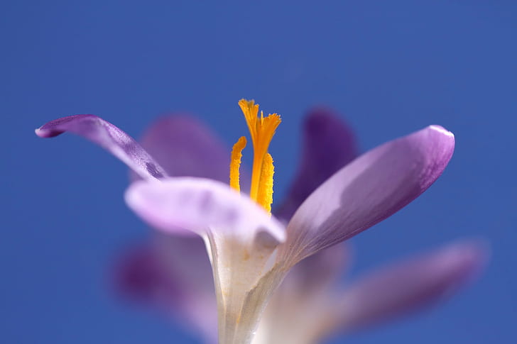 fotografi mikro dari bunga petaled ungu dan kuning, crocus, crocus, Crocus, mikro, fotografi, ungu, kuning, bunga, makro, ciel, alam, tanaman, close-up, musim semi, keindahan In Nature, Wallpaper HD
