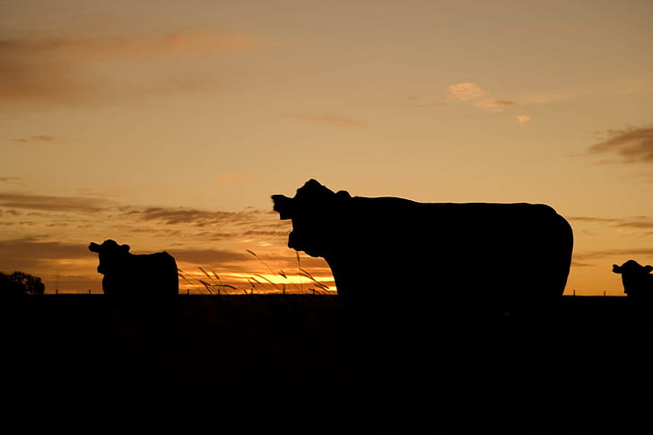 boeuf, bovin, veau, bétail, vache, crépuscule, soirée, ferme, pâturage, paysage, bétail, pâturage, ranch, silhouettes, coucher de soleil, Fond d'écran HD