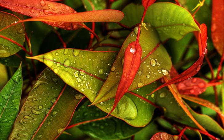 Bunte Blätter, Natur, Erde, Farbe, Leute, 3d und Zusammenfassung, HD-Hintergrundbild