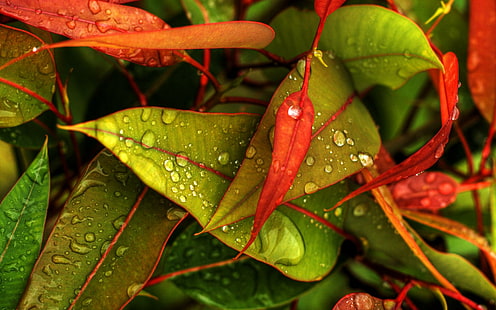 Kolorowe liście, natura, ziemia, kolor, ludzie, 3d i abstrakcja, Tapety HD HD wallpaper