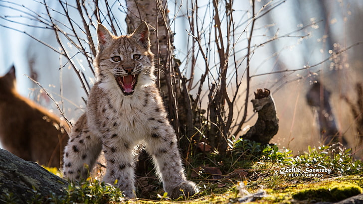 pose, fright, predator, mouth, fangs, grin, cub, lynx, wild cat, angry, a small lynx, HD wallpaper