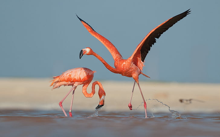 Page 5 Flamingos Hd Wallpapers Free Download Wallpaperbetter