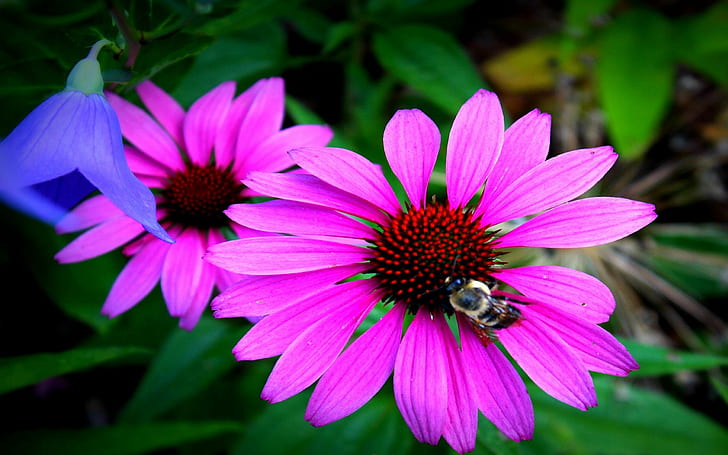 Hermosa flor con abejorro, verde, centro, pétalos, rosa, flor, naturaleza, hojas, rosa oscuro, animales, luz del día, naturaleza y, Fondo de pantalla HD