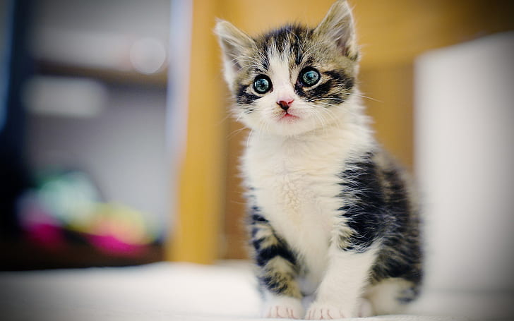 Cute furry kitten, face, eyes, blur background, Cute, Furry, Kitten, Face, Eyes, Blur, Background, HD wallpaper