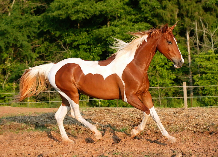 коричнево-белая лошадь, конь, бег, деревья, грива, HD обои