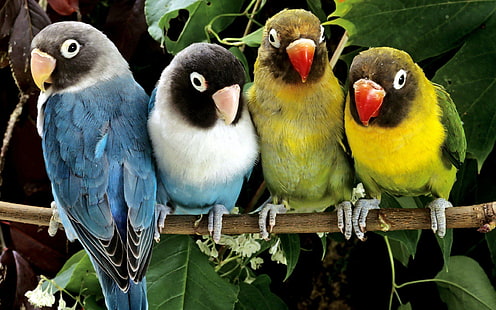 Birds Animals Parrots Love Bird Magazine, pájaros, animales, pájaros, amor, revista, loros, Fondo de pantalla HD HD wallpaper