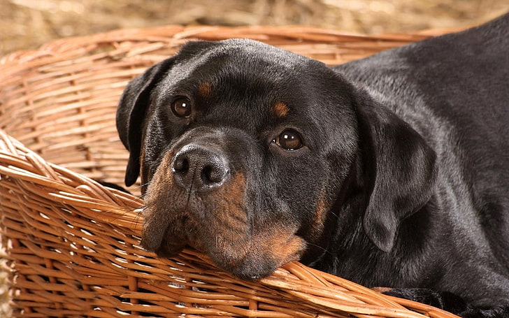 adult Rottweiler, rottweiler, basket, dog, muzzle, playful, HD wallpaper