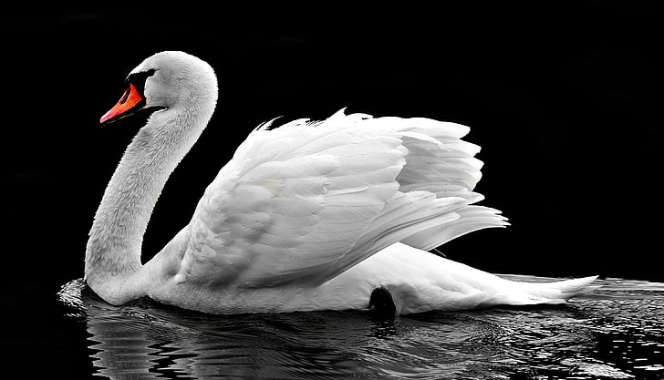 Белый Лебедь, 4К, Озеро, HD обои