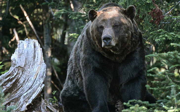 мечка, фонове на гризли, дървета, гора, изтегляне 3840x2400 мечка, HD тапет