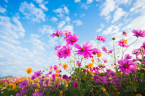 Flowers, Cosmos, Close-Up, Flower, Nature, Pink Flower, Summer, HD wallpaper HD wallpaper