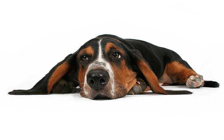 Basset hound, cani, dormire, ore, riposo, Sfondo HD