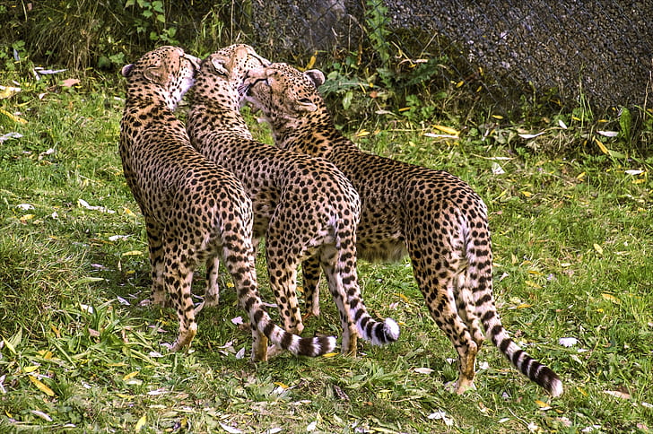 love, trio, wild cat, cheetahs, Trinity, Swedish family, HD wallpaper