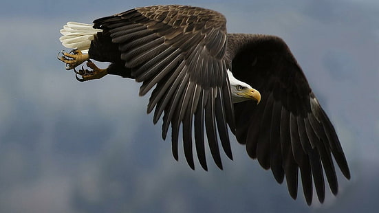 Велик орел, голям орел, летящ, птица, орел, животни, HD тапет HD wallpaper