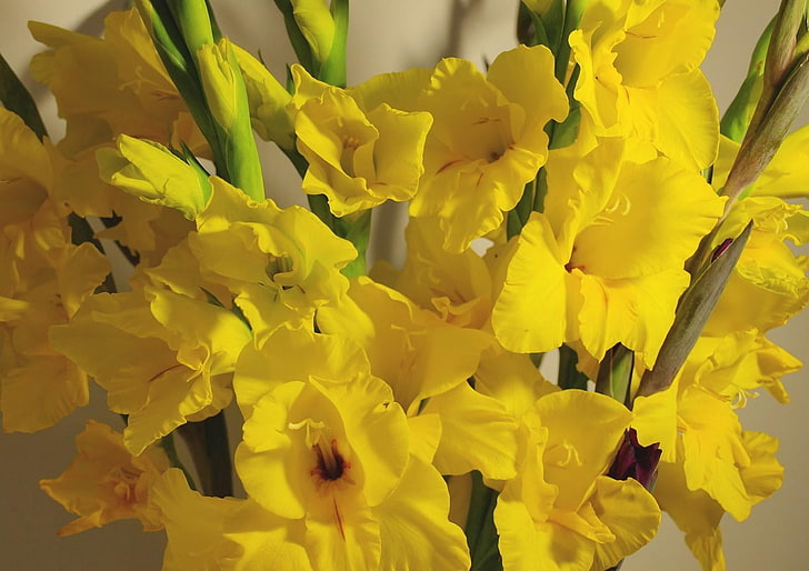 желтые цветки орхидеи, гладиолусы, цветы, желтые, букет, HD обои