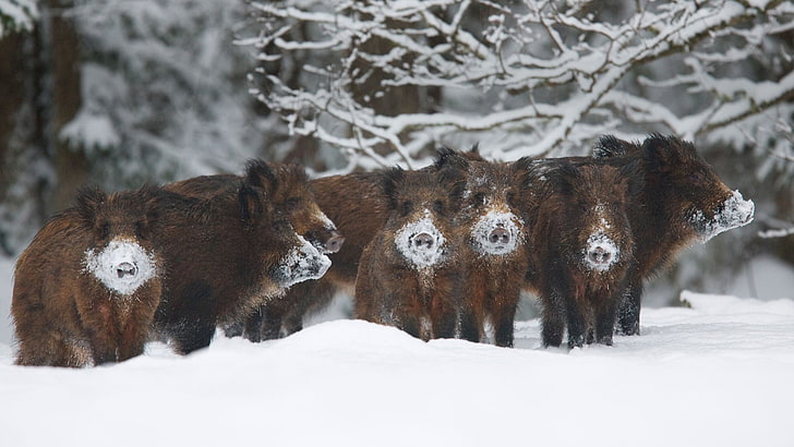 Schwarzweiss-Katzenplüschspielzeug, Tiere, Winter, Schnee, Schweine, HD-Hintergrundbild