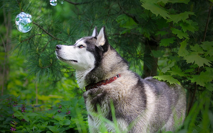 灰色と白のオオカミ、ハスキー、草、犬、散歩、 HDデスクトップの壁紙