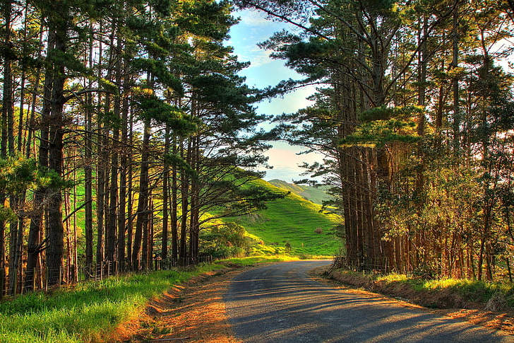 green pine trees, new zealand, oakland, road, turn, wood, suburb, HD wallpaper