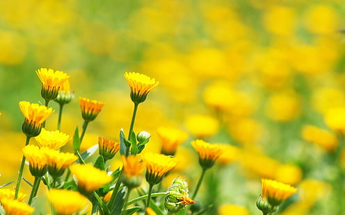 жълти цветя, цветя, поле, отблясъци, замъглени, фон, HD тапет HD wallpaper