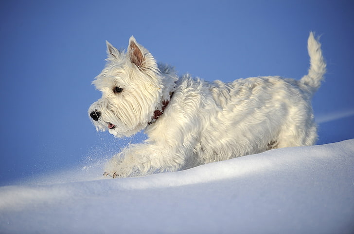 winter, snow, dog, The West highland white Terrier, HD wallpaper