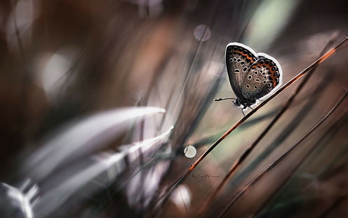 ธรรมชาติแมโครดอกไม้ผีเสื้อแมลงสัตว์, วอลล์เปเปอร์ HD HD wallpaper