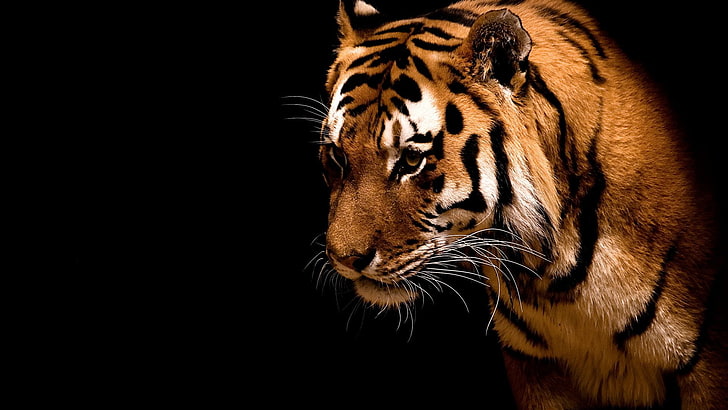 brown tiger, tiger, animals, big cats, simple background, HD wallpaper