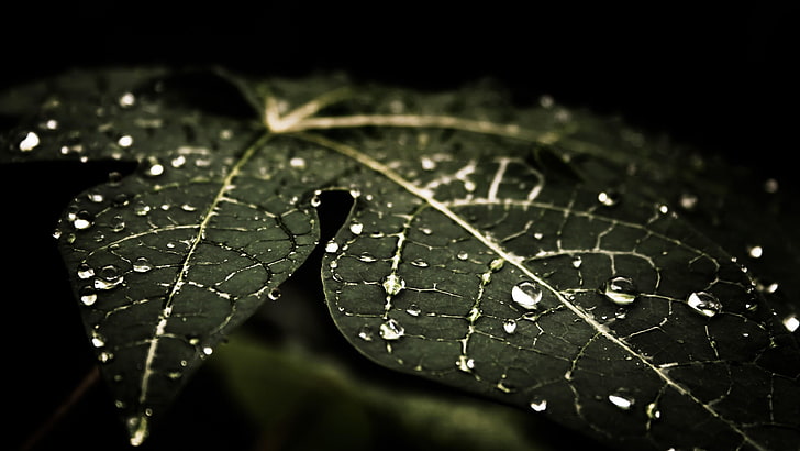 water, leaf, dew, moisture, drop, macro photography, photography, close up, droplets, water drops, plant, darkness, HD wallpaper