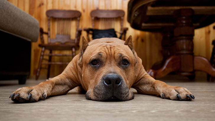 สุนัขสีน้ำตาลเคลือบสั้นสุนัขสัตว์, วอลล์เปเปอร์ HD