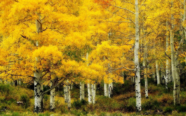 Брезова гора в жълто Hdr, жълто листно дърво, гора, жълто, бели стволове, есен, природа и пейзажи, HD тапет