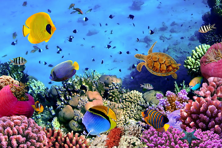 разноцветни риби, риби, цветни, дъното на морето, HD тапет
