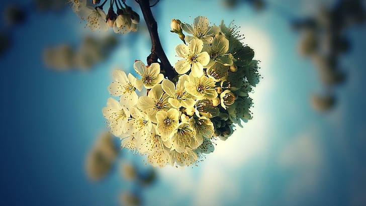 *** Alberi da frutto in fiore ***, bouquet di fiori petalo beige, natura, drzewa, kwiaty, kwitnace, natura e paesaggi, Sfondo HD