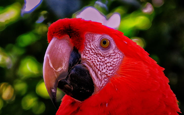 papegoja, näbb bakgrunder, fågel, ögon, ladda ner 3840x2400 papegoja, HD tapet
