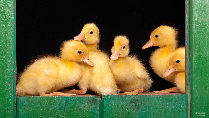 Ducklings, Animals, HD wallpaper