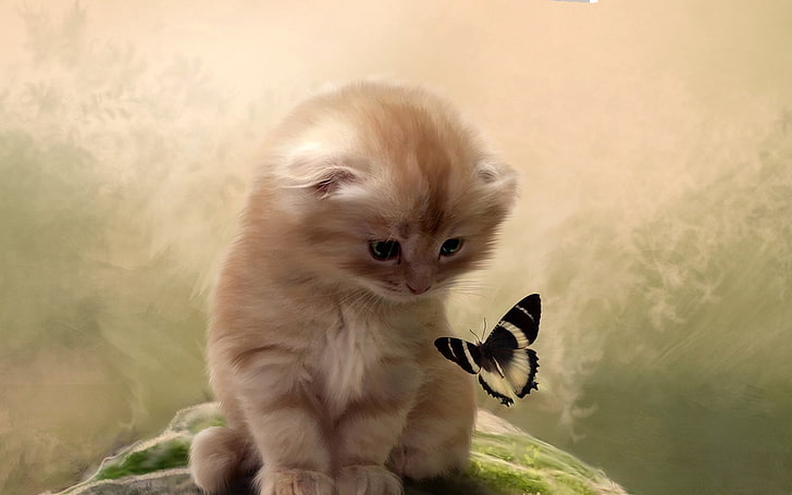 weißer und schwarzer Welpe mit langem Fell, Tiere, Schmetterling, Insekt, Katze, Katze, HD-Hintergrundbild