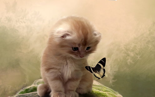 weißer und schwarzer Welpe mit langem Fell, Tiere, Schmetterling, Insekt, Katze, Katze, HD-Hintergrundbild HD wallpaper