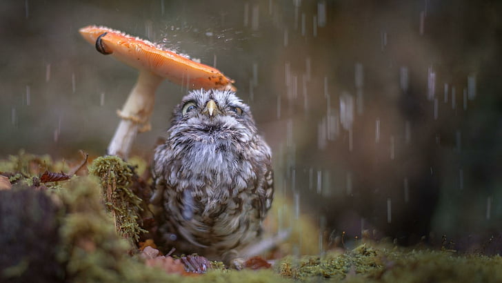 cute, owl, bird, mushroom, rain drops, rain, moss, water, bathing, animals, HD wallpaper