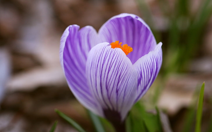 早春の花-HD写真の壁紙、紫色の花、 HDデスクトップの壁紙