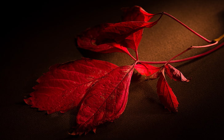 czerwony liść, liście, Tapety HD
