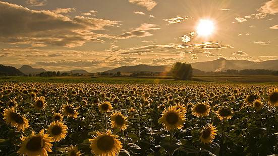 слънчогледово поле, лято, небето, слънчогледи, HD тапет HD wallpaper