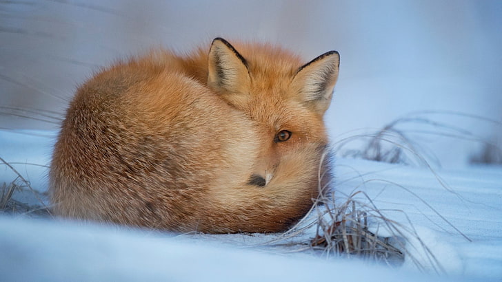 animals, cold, fox, winter, snow, HD wallpaper
