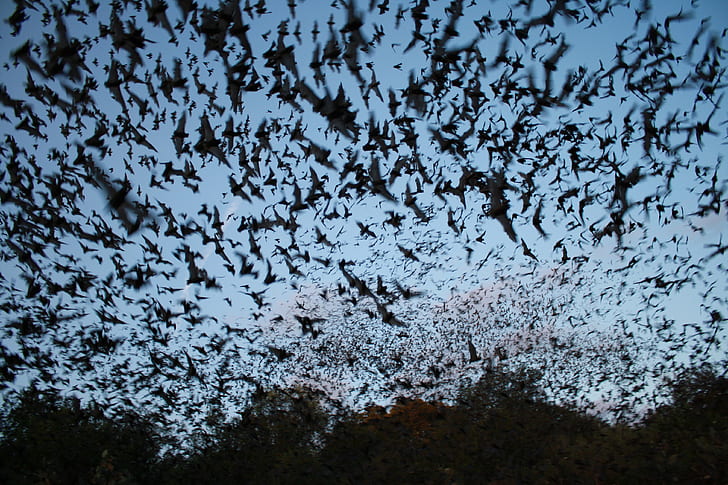 bat, bats, chiroptera, flock, mammal, swarm, HD wallpaper