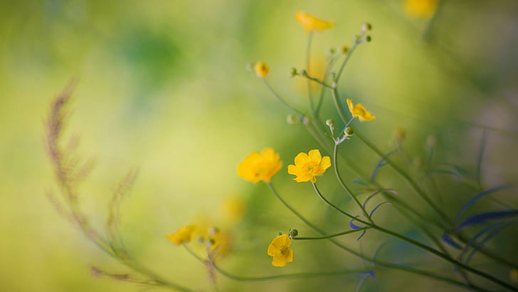 미나리 꽃, 노란 꽃, 미나리, 꽃, HD 배경 화면